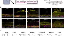 vaginal cell permeability testing|Vaginal irritation testing—prospects of human organotypic vaginal .